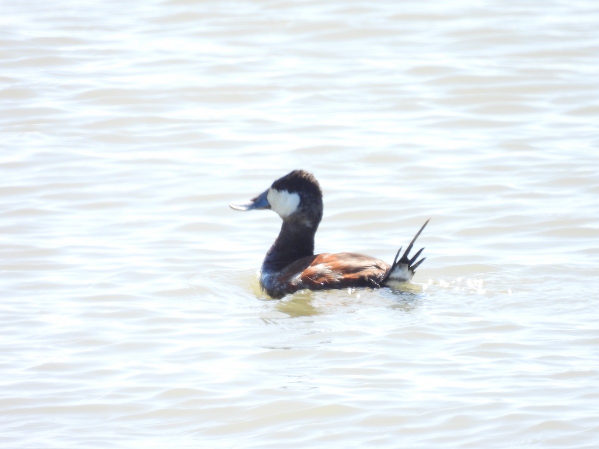 Ruddy Duck - ML436221831