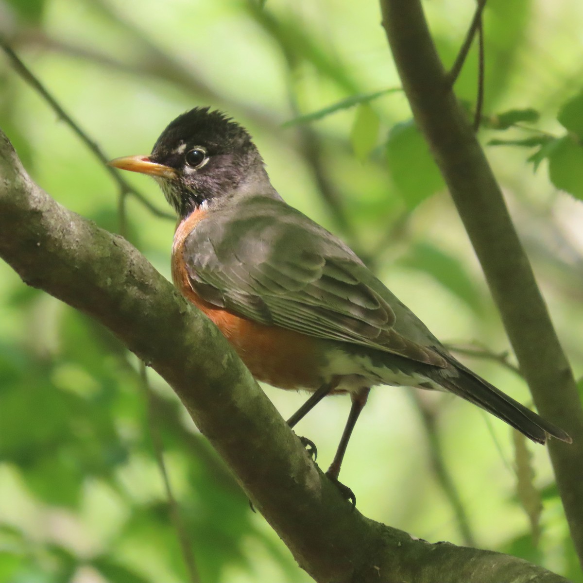 American Robin - ML436222671