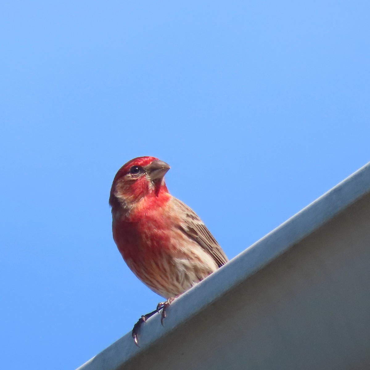 House Finch - Ezra H