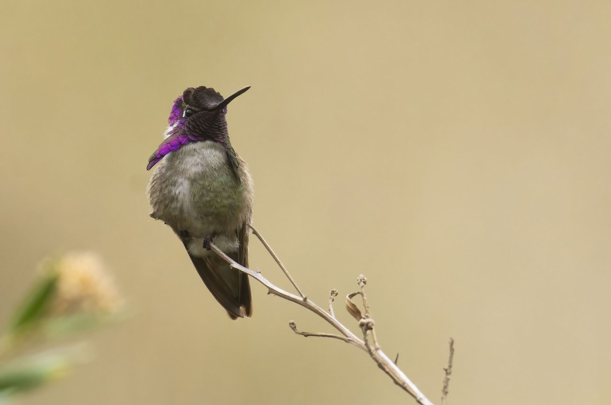 Costa's Hummingbird - Marky Mutchler