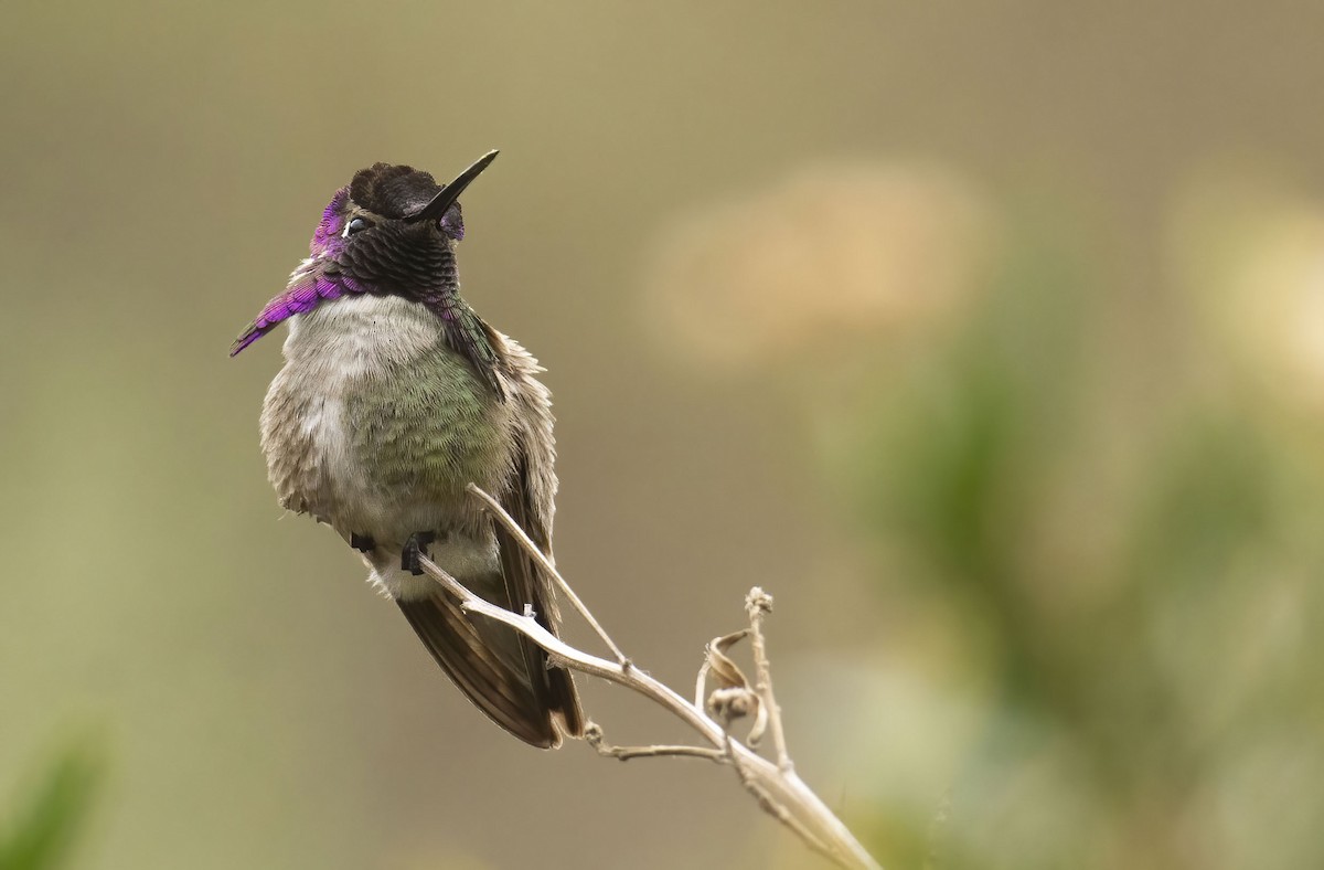 Colibrí de Costa - ML436222781