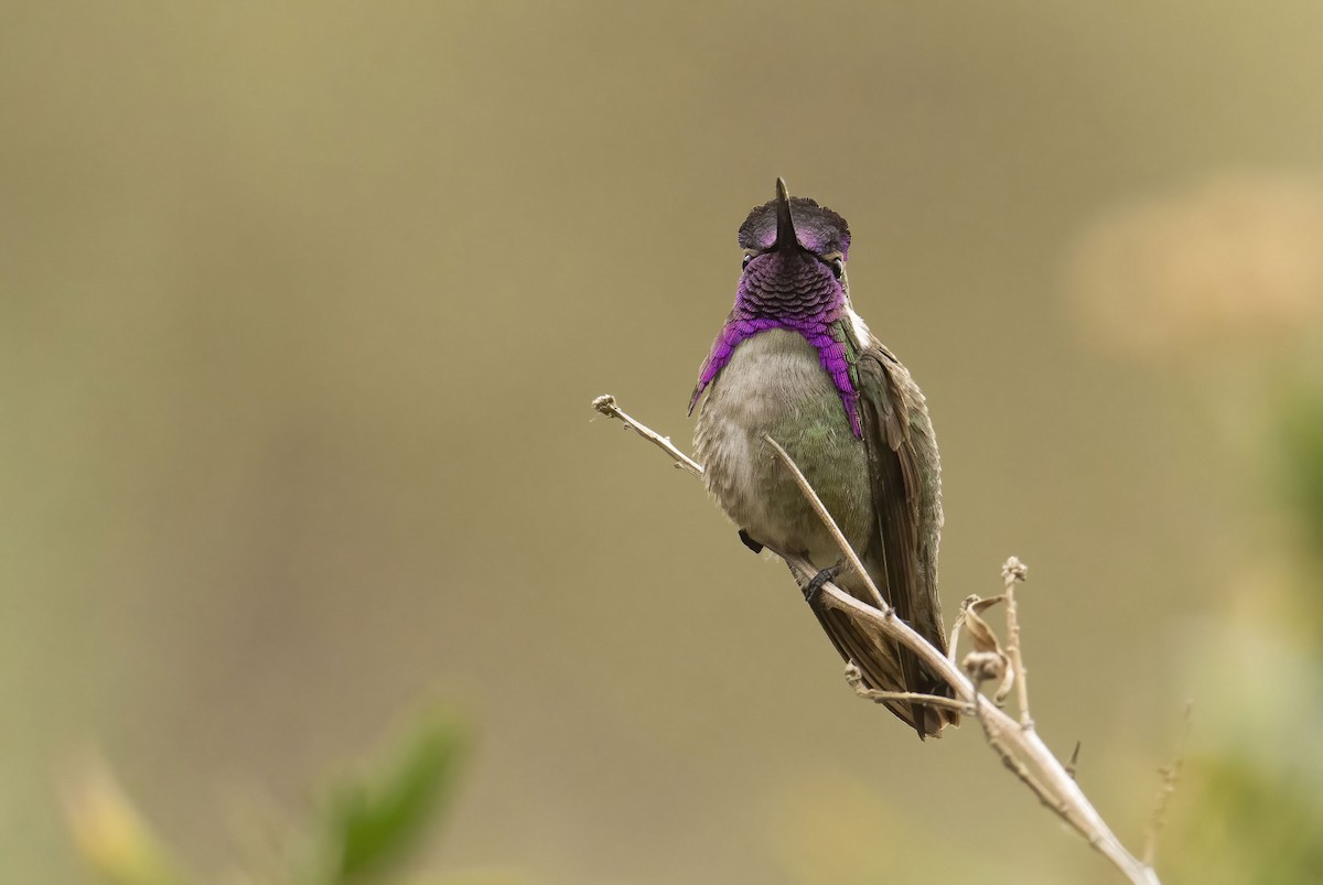 Costa's Hummingbird - ML436222811