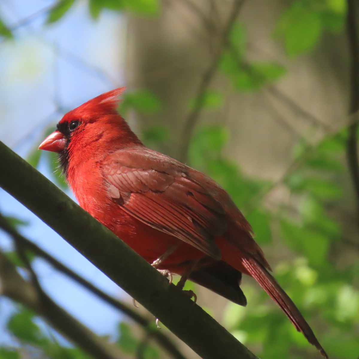 Northern Cardinal - ML436222831