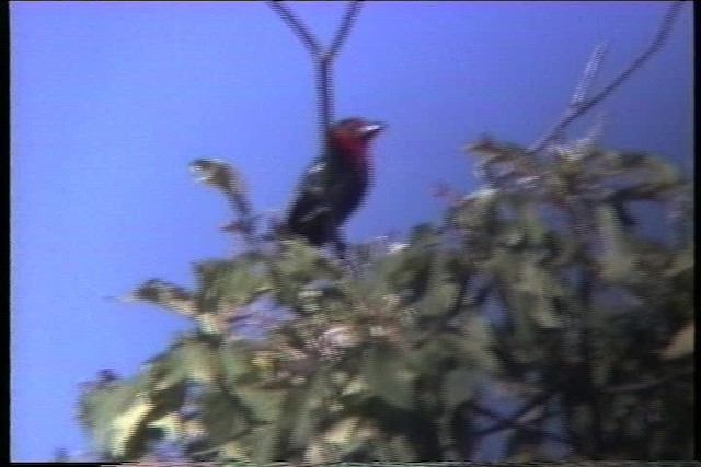 Black-billed Barbet - ML436223