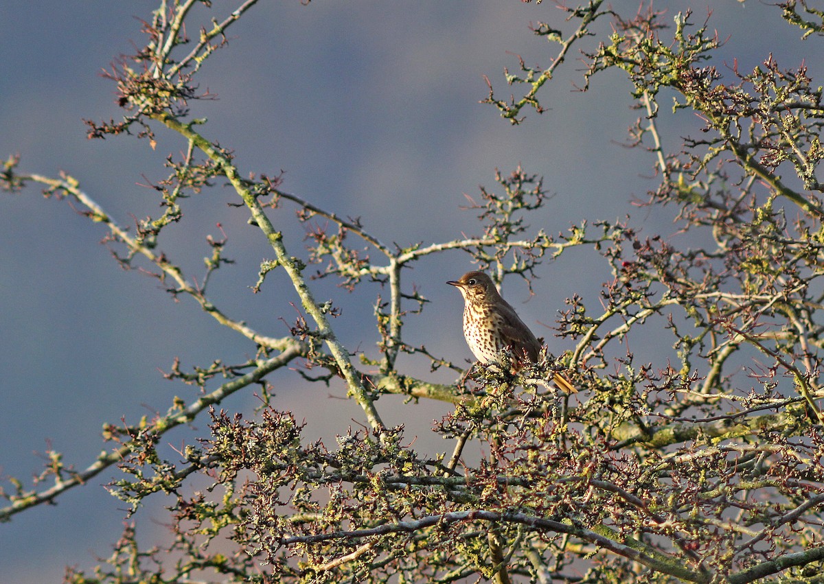 Song Thrush - ML43622421