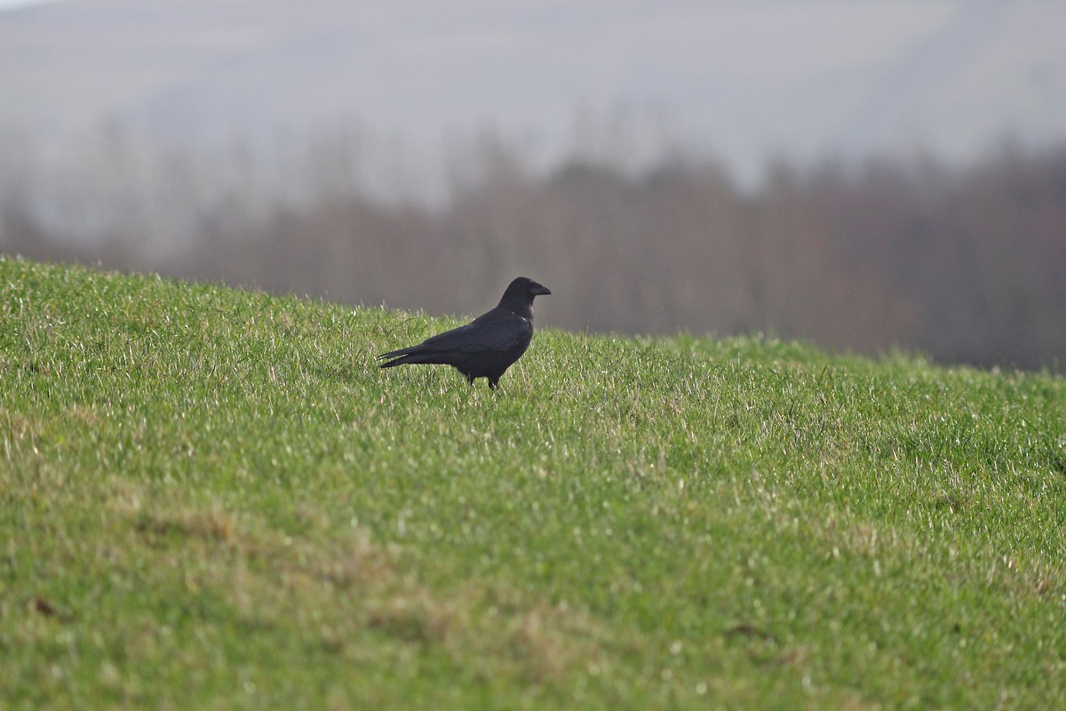 Carrion Crow - ML43622491