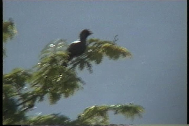 Eastern Plantain-eater - ML436225