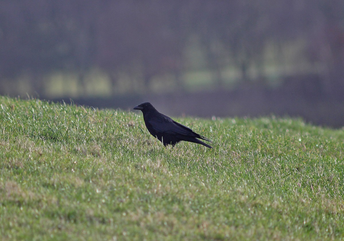 Carrion Crow - ML43622501