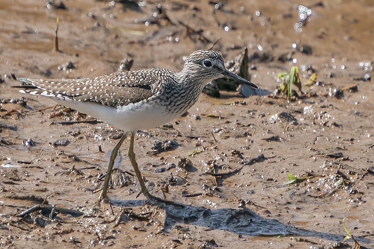 Küçük Sarıbacak - ML436225521