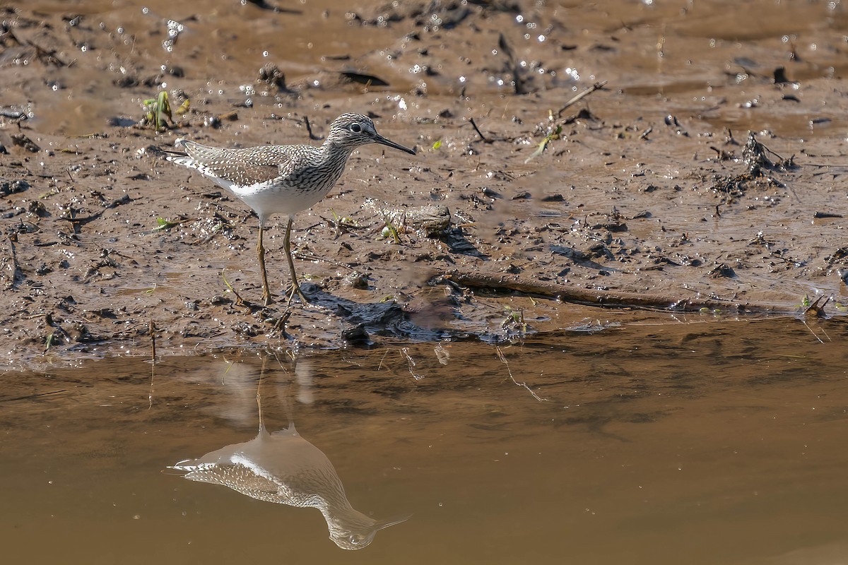 Küçük Sarıbacak - ML436225561