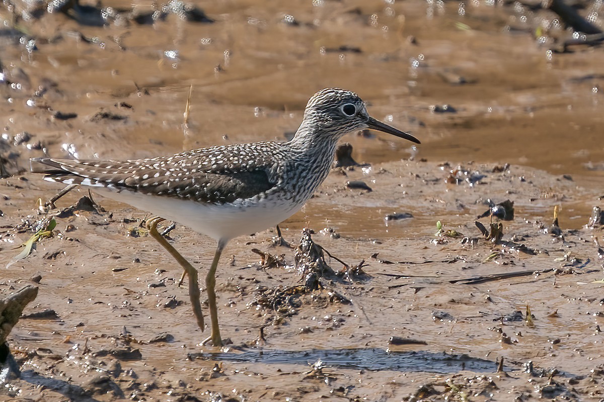 Küçük Sarıbacak - ML436225571