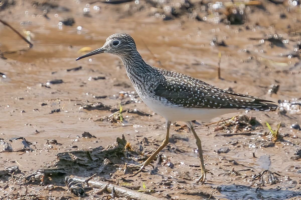 Küçük Sarıbacak - ML436225581