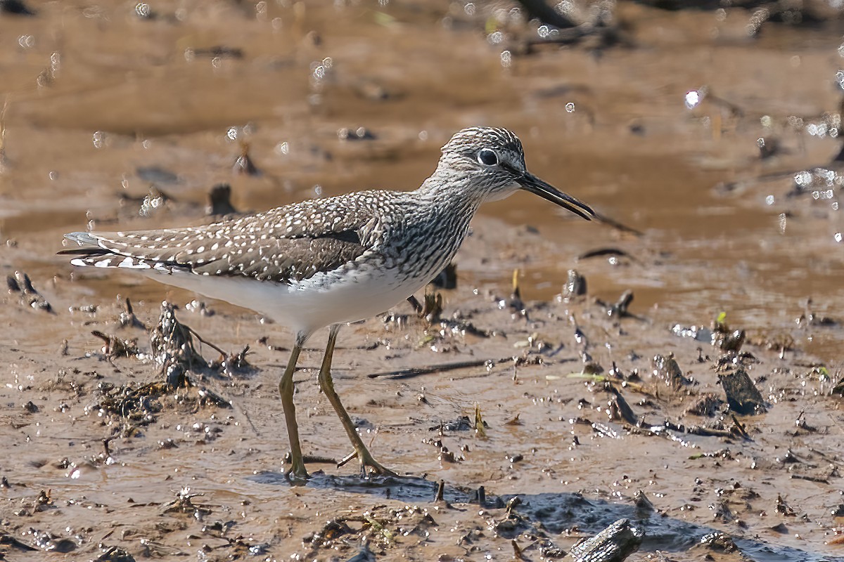 Küçük Sarıbacak - ML436225591