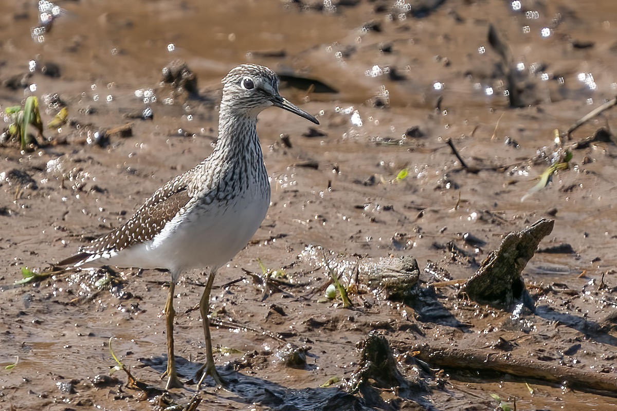 Küçük Sarıbacak - ML436225601