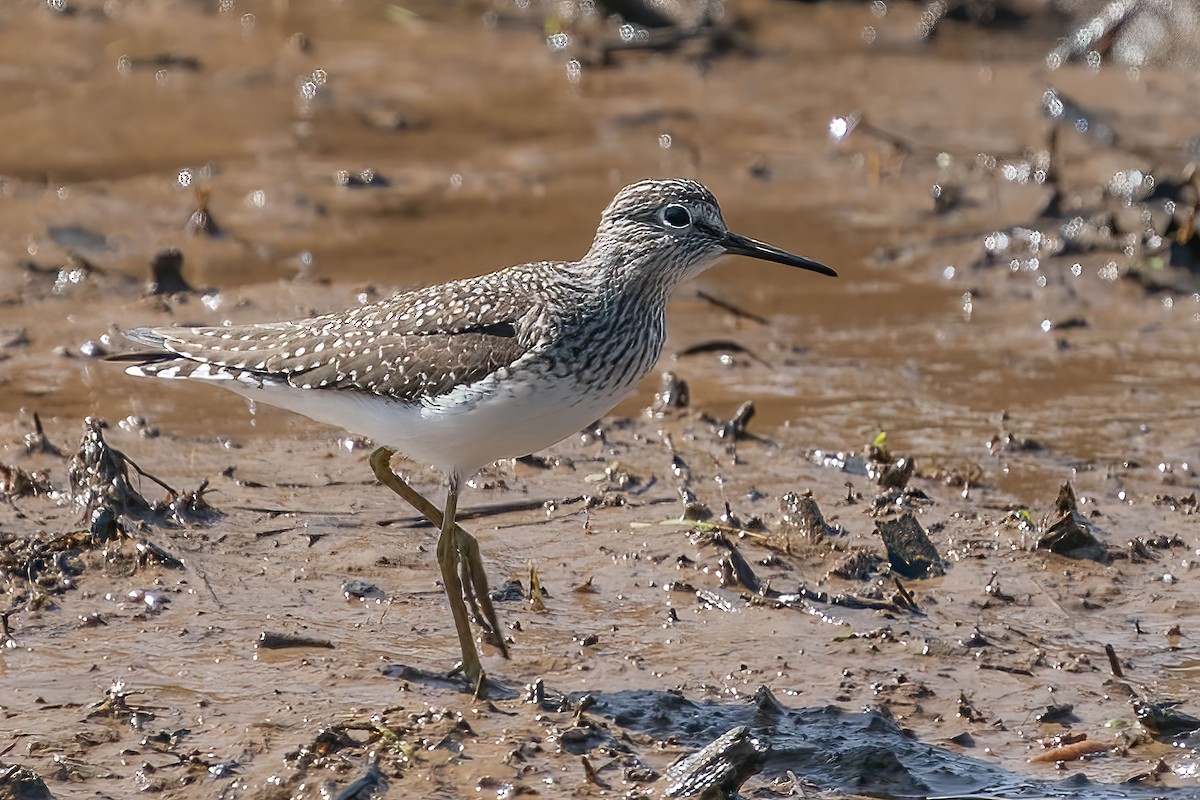 Küçük Sarıbacak - ML436225621