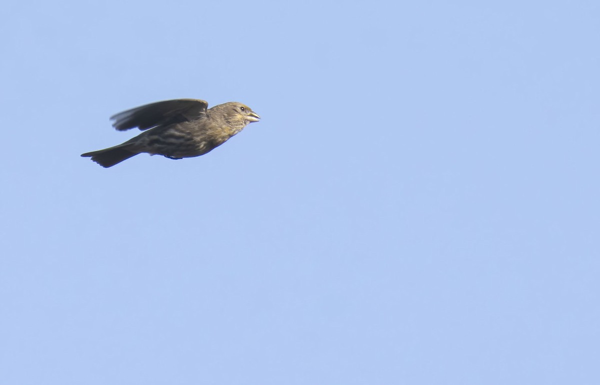 House Finch - ML436225931