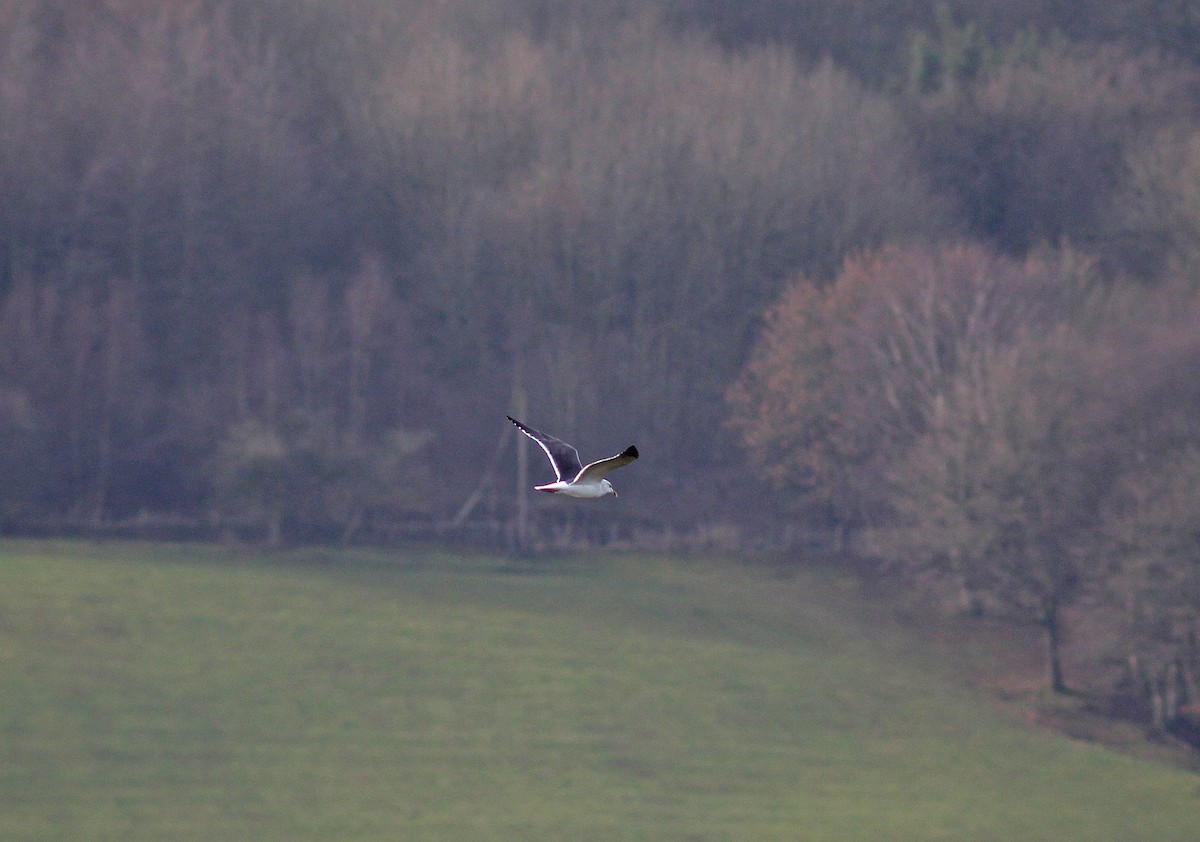 Lesser Black-backed Gull - ML43622611