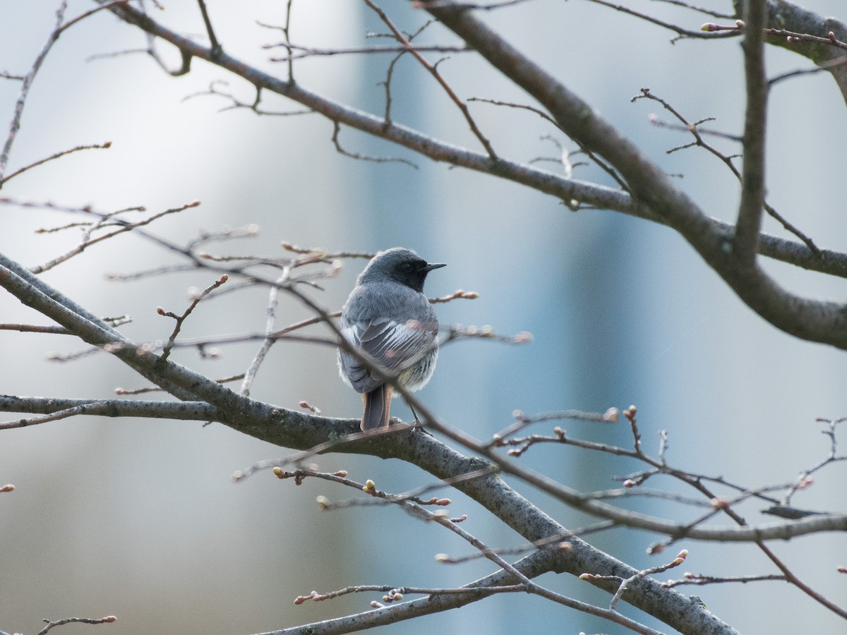 Black Redstart - ML436226381