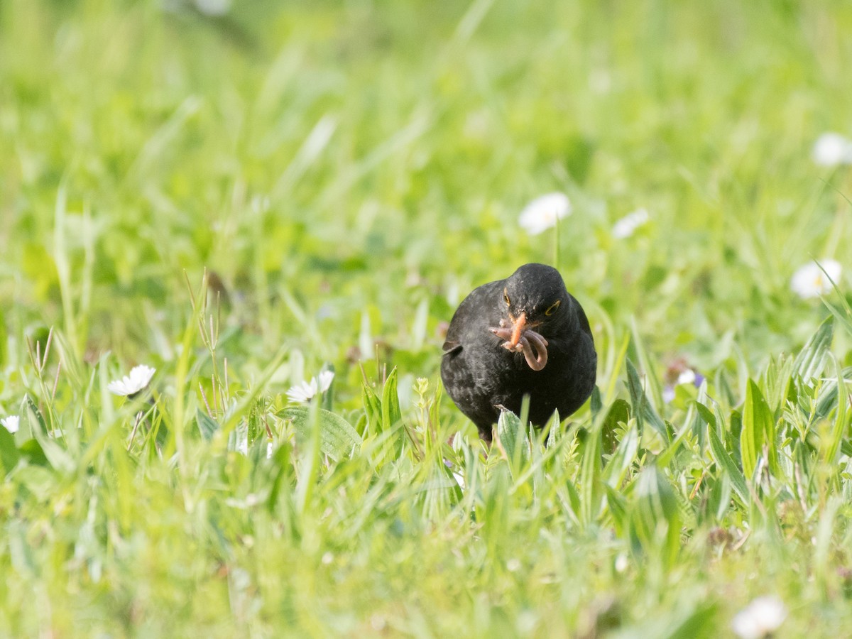 Eurasian Blackbird - ML436226561