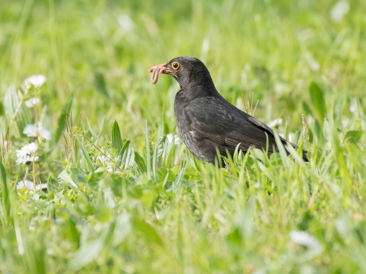 Eurasian Blackbird - ML436226571