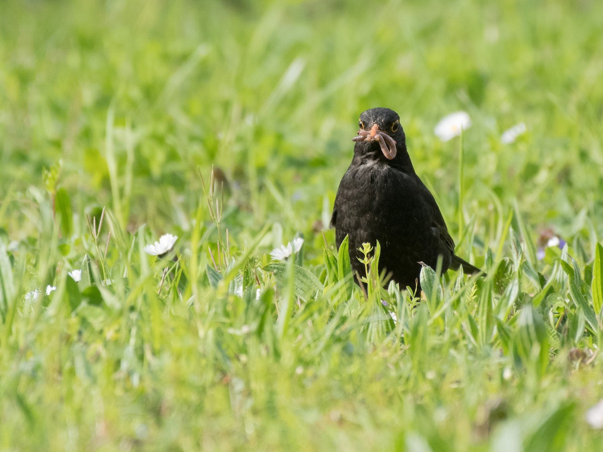 Eurasian Blackbird - ML436226581