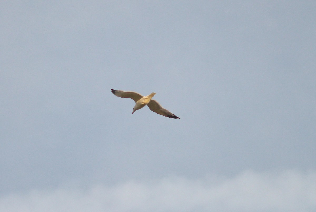 Herring Gull - Ray Scally