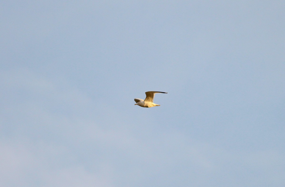 Herring Gull - ML43622671