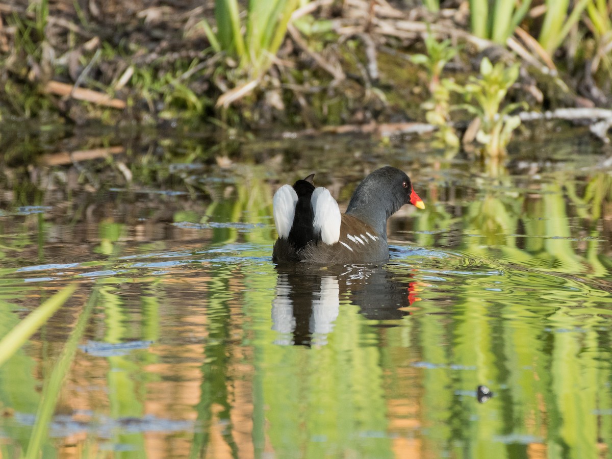 Eurasian Moorhen - ML436227201