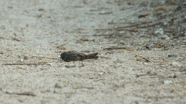 White-crowned Sparrow - ML436227631