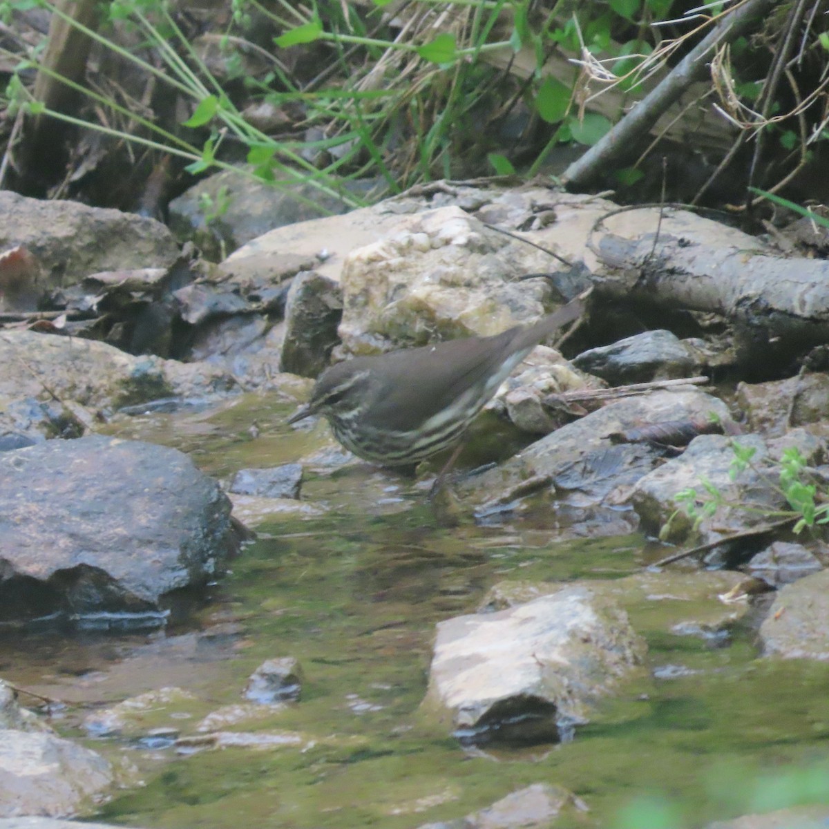 Louisiana Waterthrush - Ezra H