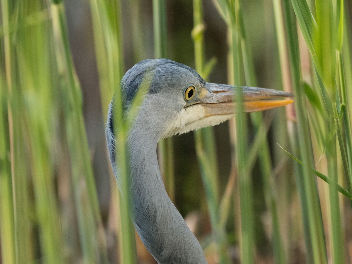 Gray Heron - ML436228431