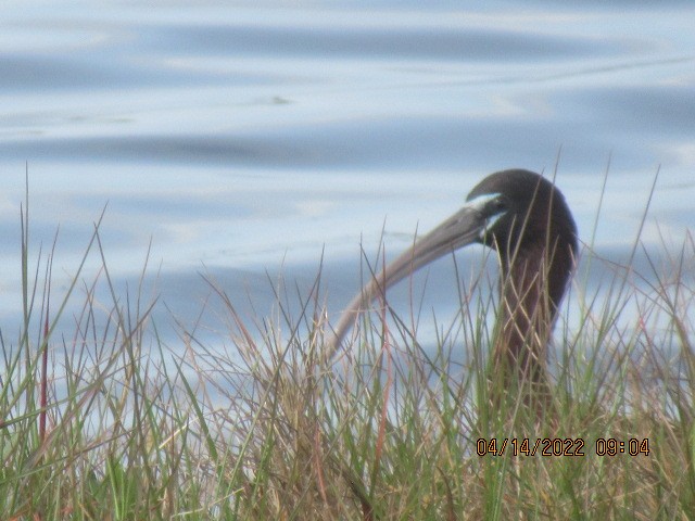 Glossy/White-faced Ibis - ML436228861