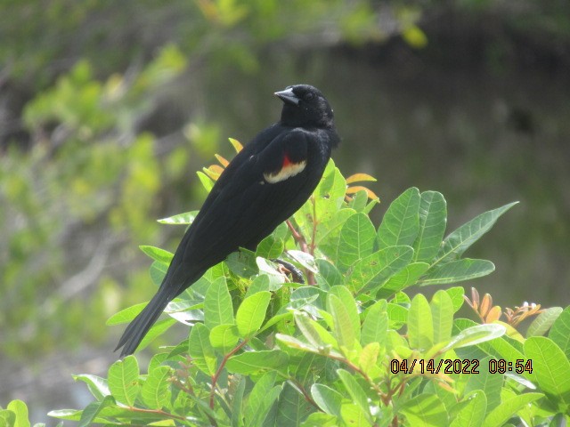 Red-winged Blackbird - ML436229151