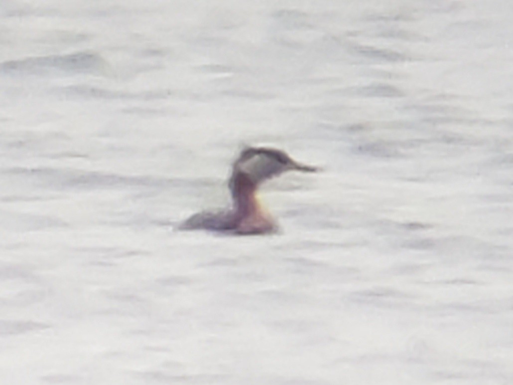 Red-necked Grebe - ML436230001