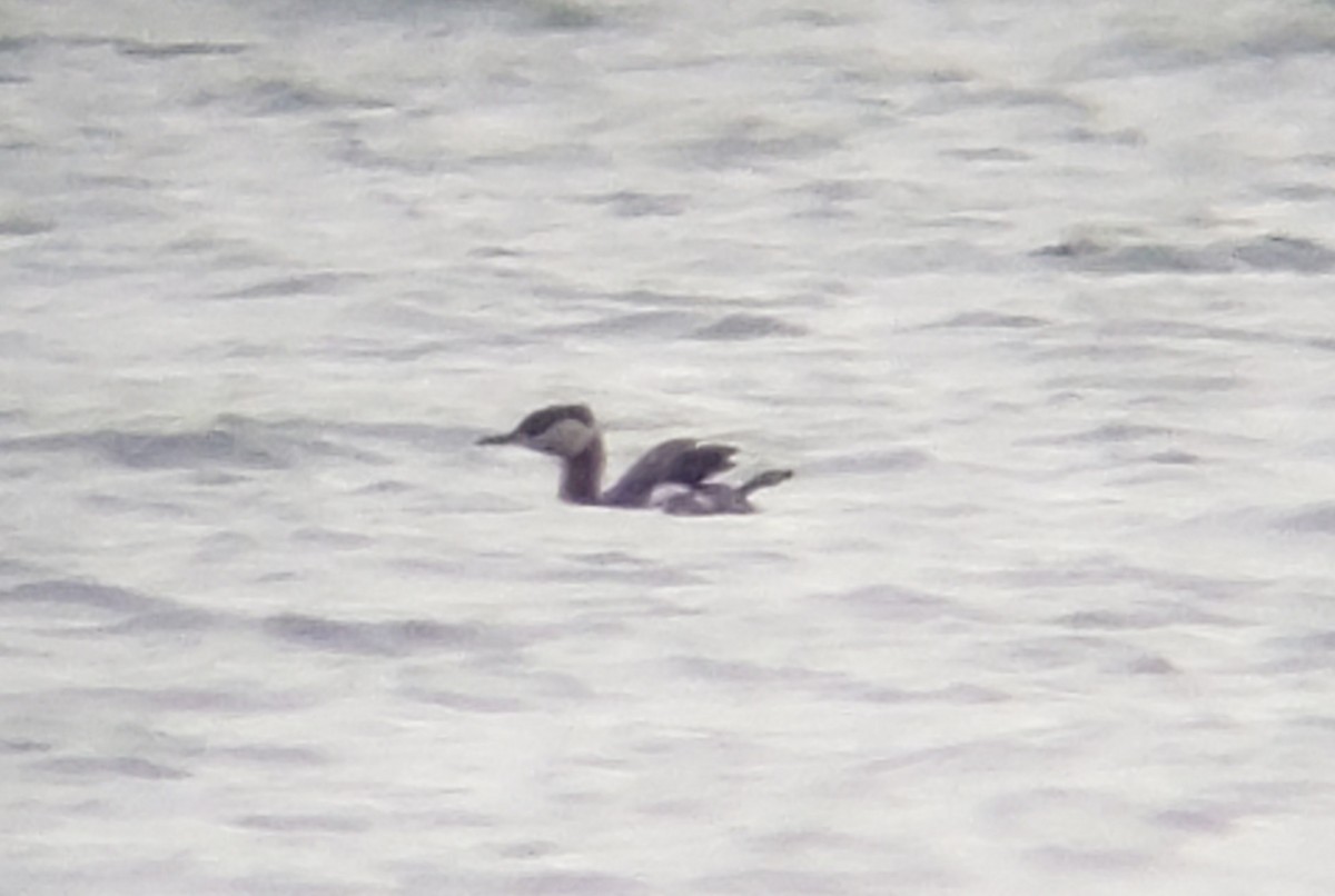 Red-necked Grebe - Gavin Svenson