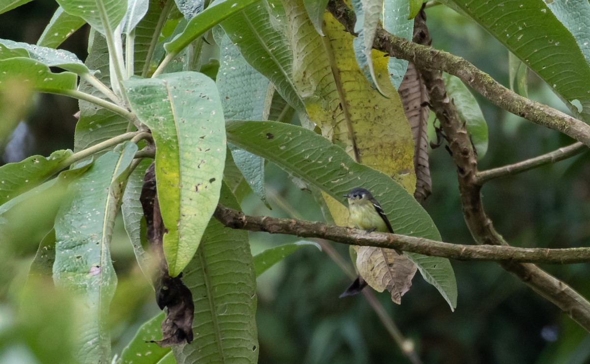 Ashy-headed Tyrannulet - ML436231921