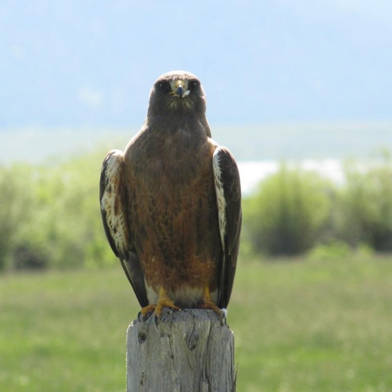 Swainson's Hawk - ML436234491