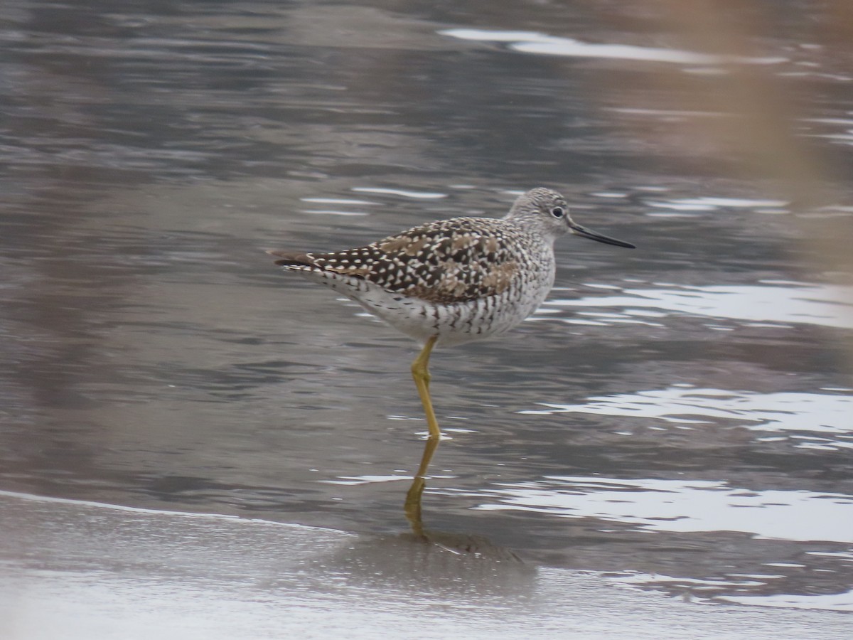 Greater Yellowlegs - ML436234561