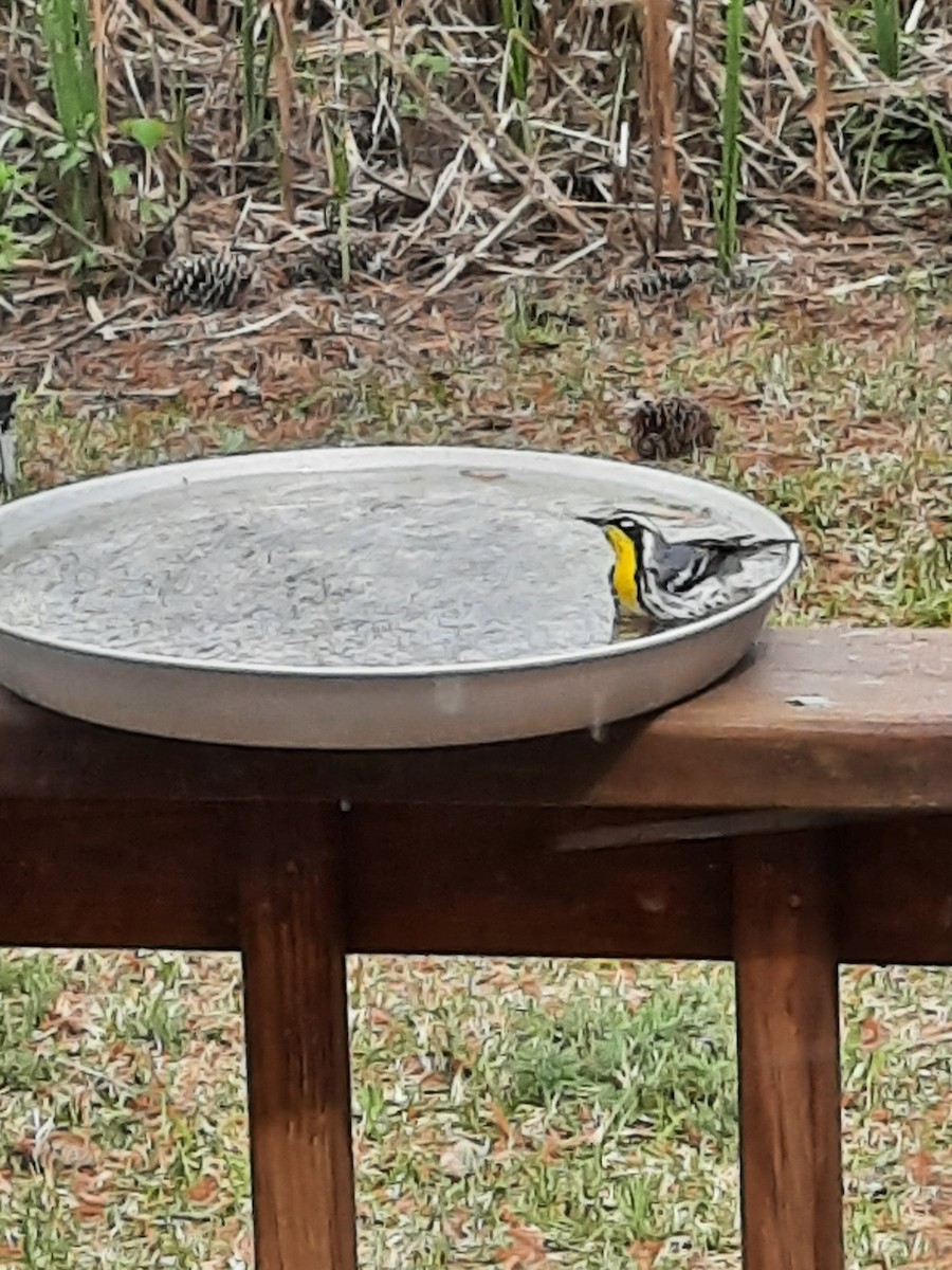 Yellow-throated Warbler - ML436236331