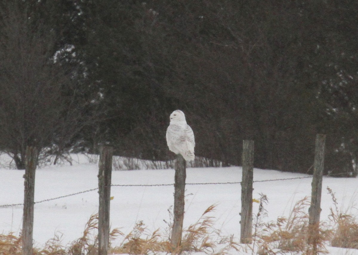 Snowy Owl - ML436237051
