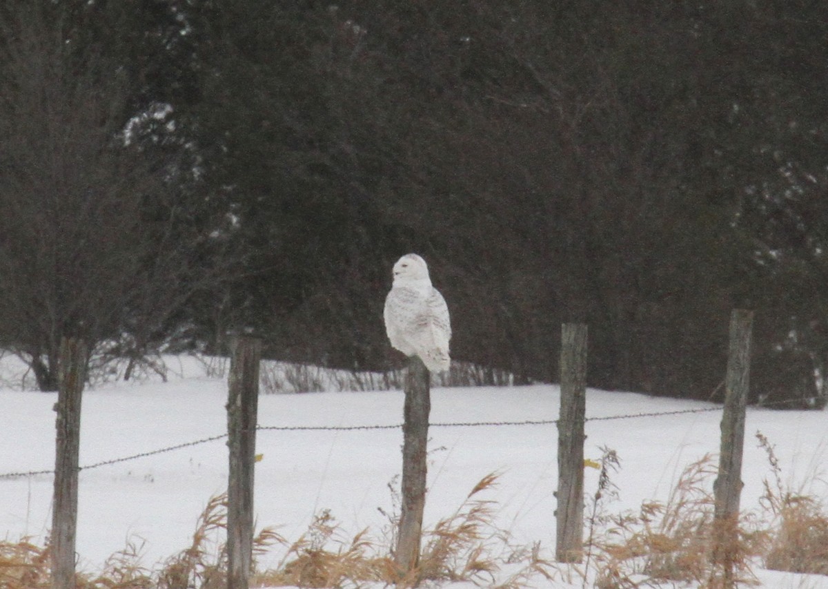 Harfang des neiges - ML436237051