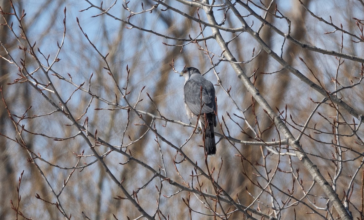 Cooper's Hawk - ML436237771