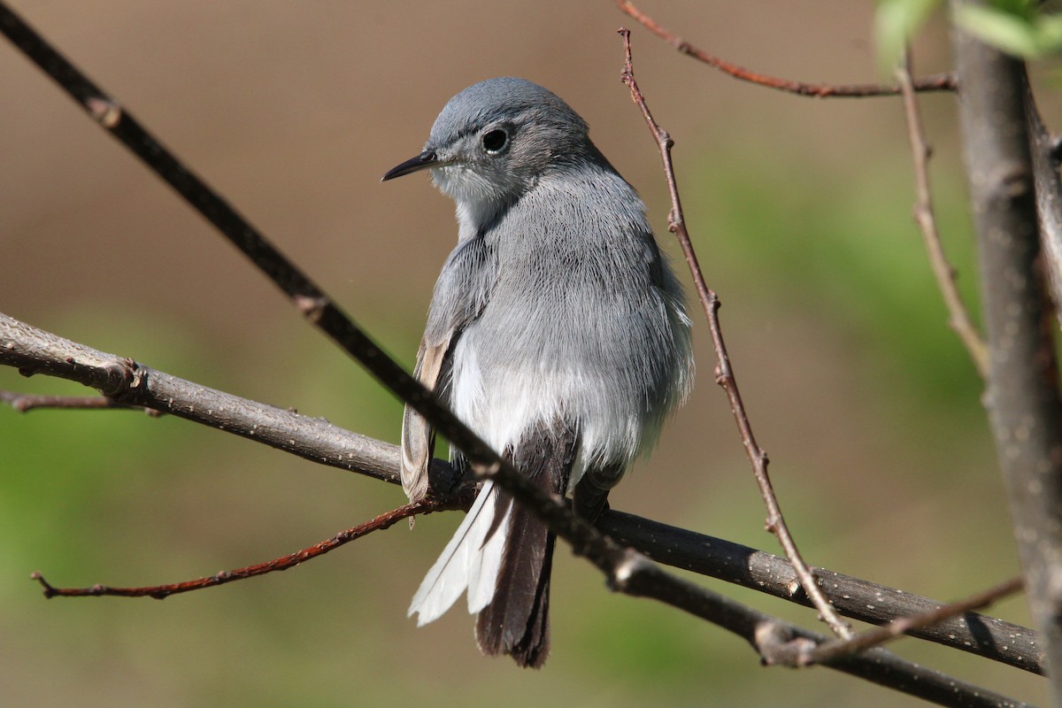 Blue-gray Gnatcatcher - ML436239951