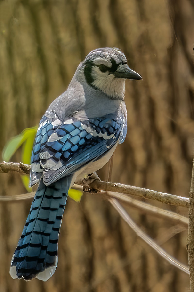 Blue Jay - ML436240601