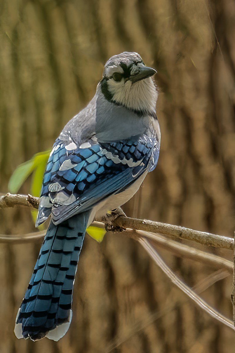 Blue Jay - ML436240611