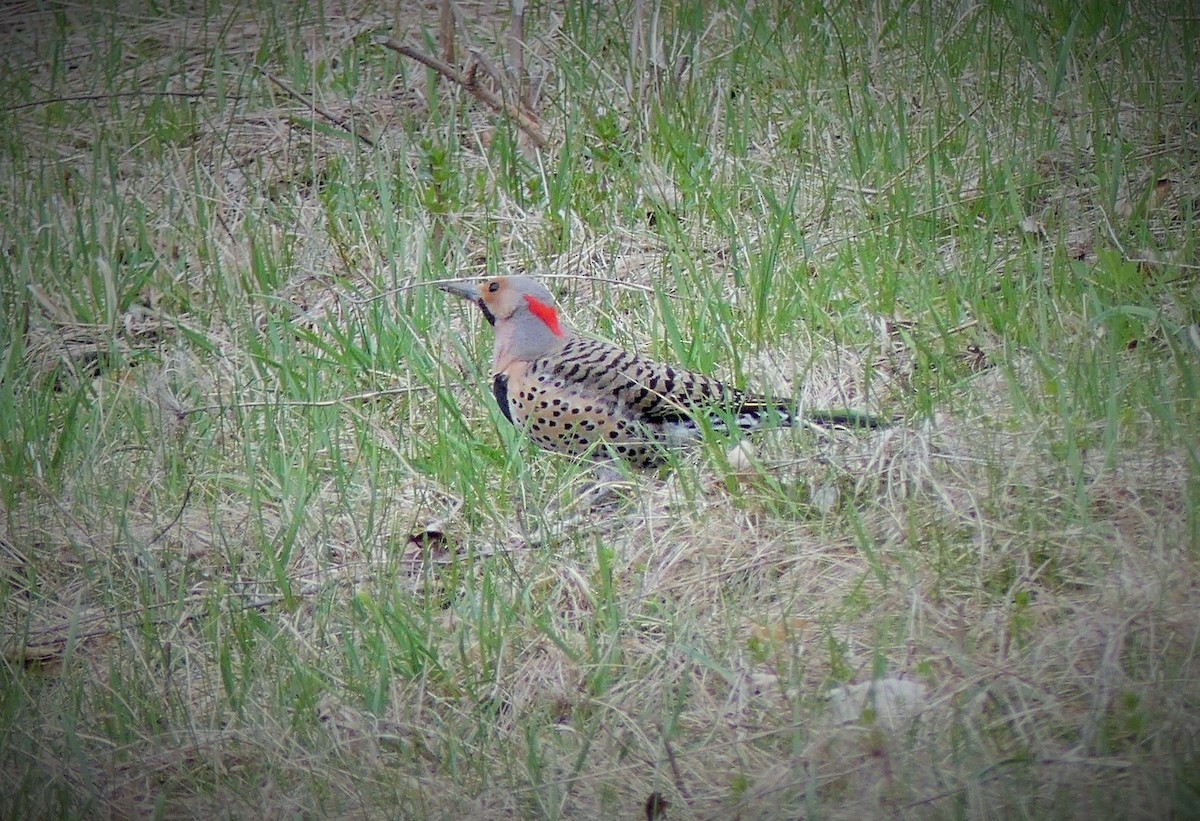 Northern Flicker - Teresa Butler