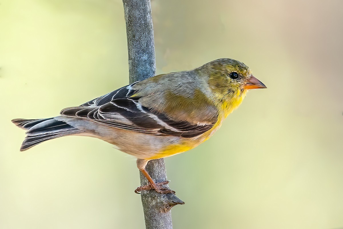 American Goldfinch - Bill Wood