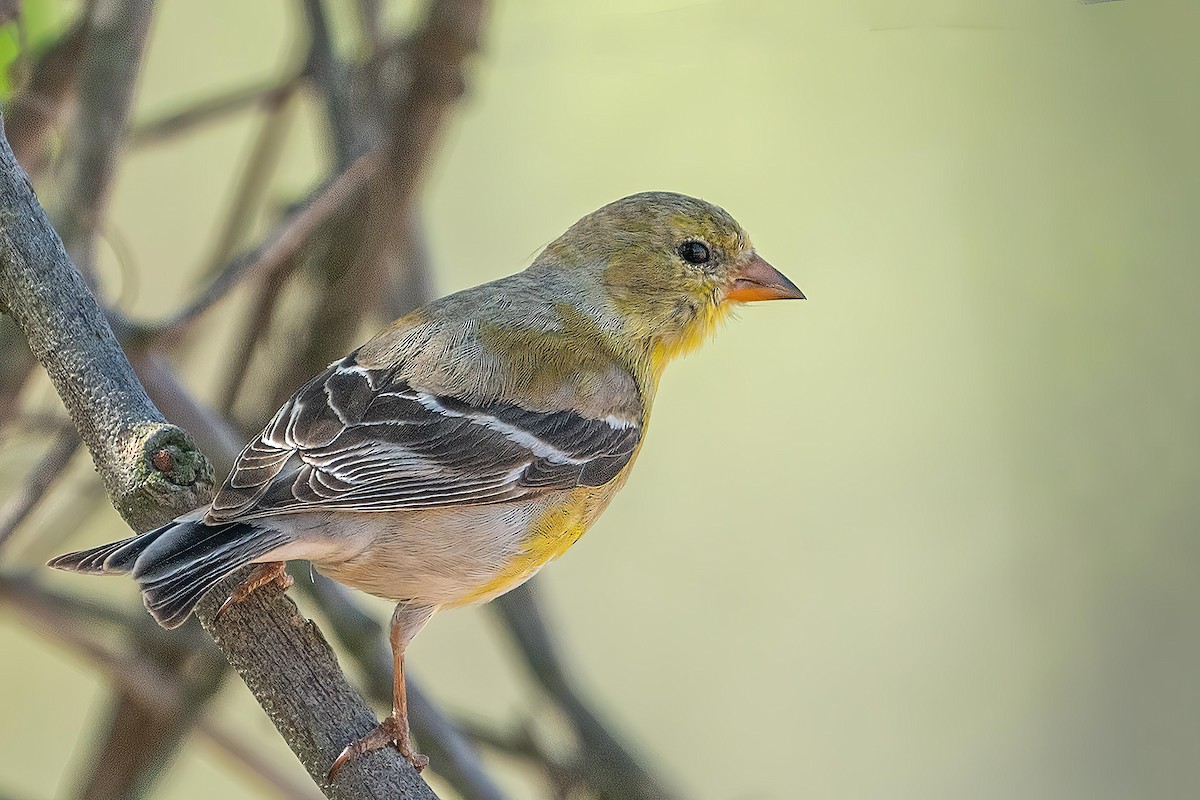 American Goldfinch - Bill Wood