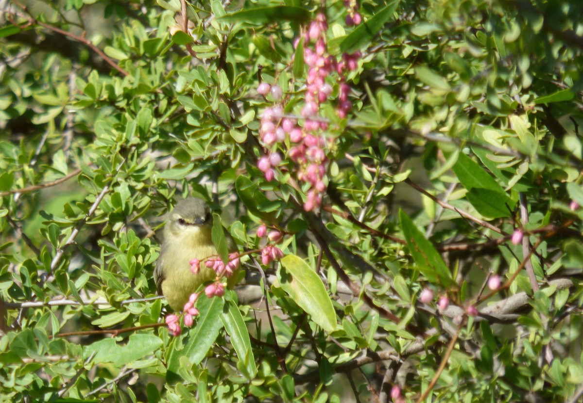 Greater Wagtail-Tyrant - ML436242211