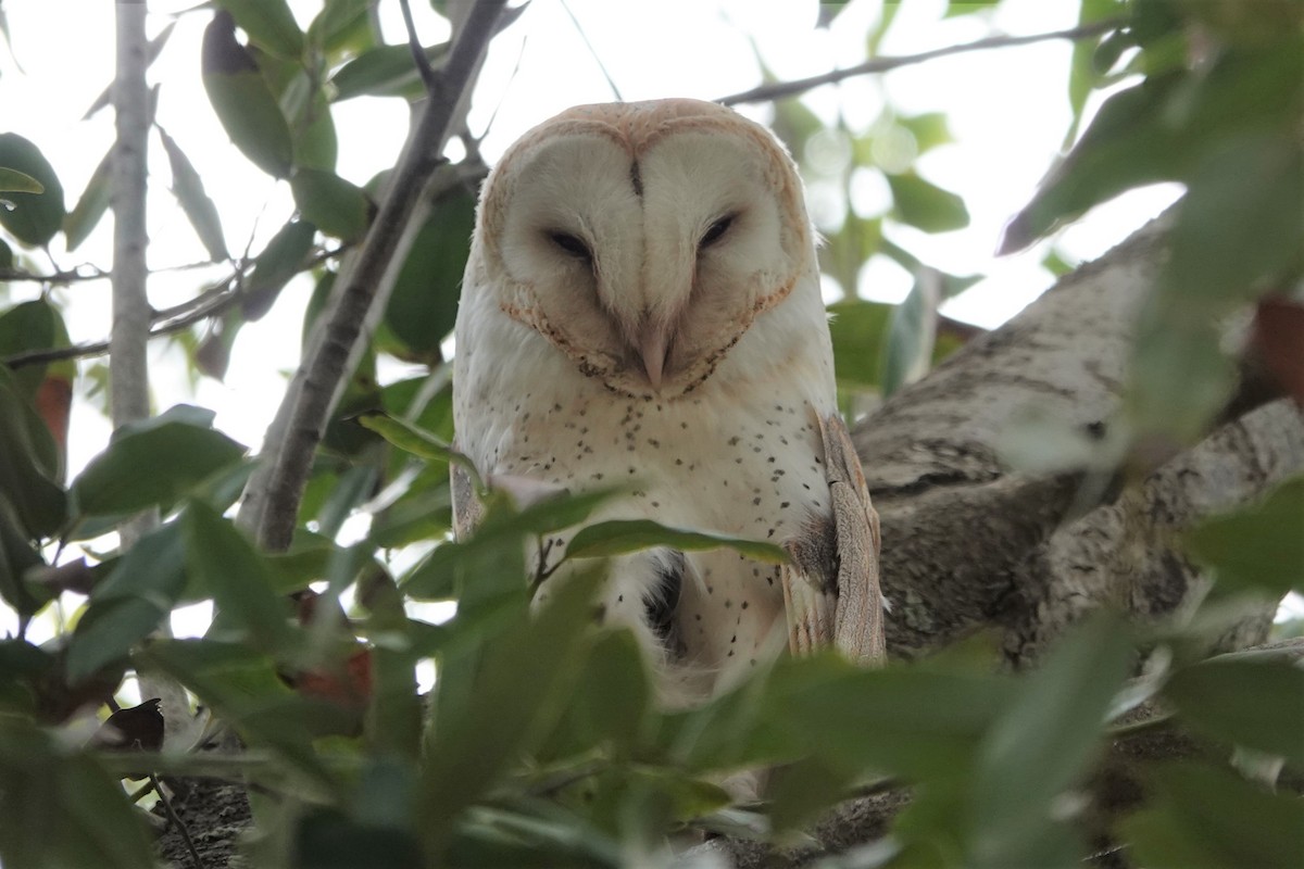American Barn Owl - ML436242371